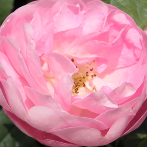 Na spletni nakup vrtnice - Roza - Park - grm vrtnice - Vrtnica intenzivnega vonja - Rosa Raubritter® - Wilhelm J.H. Kordes II. - Mehki odtenki lososove barve vrtnice so kot sladkor. Ponavadi se odpirajo ena po ena čez sijajno sredinsko zeleno listje. Čeprav ima rahel vonj, je primerna tudi za rezano cvetje